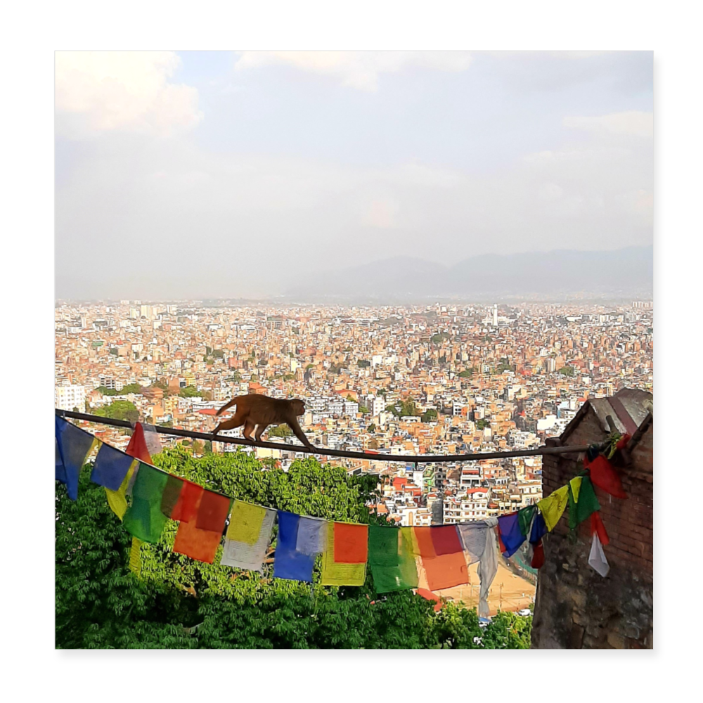 Affe vor Kathmandu - Weiß