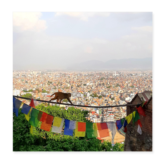 Affe vor Kathmandu - Weiß